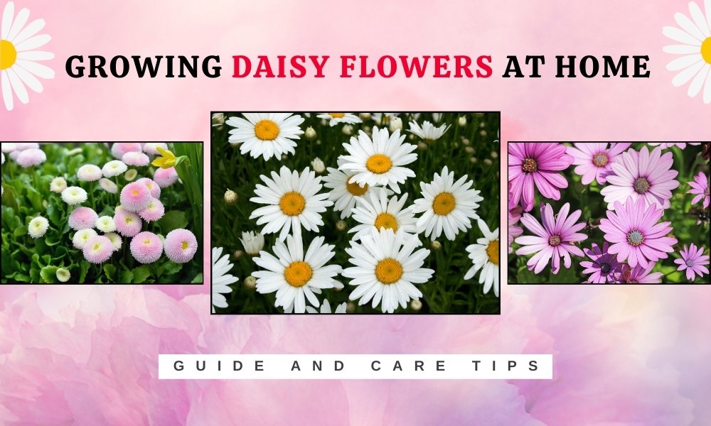 How To Grow Daisy Flowers At Home? Step-By-Step Guide And Care Tips
